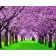 Paint by numbers Strateg PREMIUM Sakura gardens size 40x50 cm (GS473)