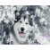 Paint by numbers Strateg PREMIUM White husky size 40x50 cm (GS479)