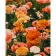 Paint by numbers Strateg PREMIUM Flower field size 40x50 cm (GS487)