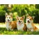 Paint by numbers Strateg PREMIUM Corgi family size 40x50 cm (GS504)