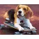 Paint by numbers Strateg PREMIUM Beagle on skates size 40x50 cm (GS519)