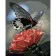 Paint by numbers Strateg PREMIUM Butterfly on a red flower size 40x50 cm (GS534)