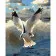 Paint by numbers Strateg PREMIUM Seagull on the sea size 40x50 cm (GS535)