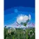 Paint by number Strateg PREMIUM Wildflowers size 40x50 cm (GS605)