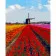 Paint by number Strateg PREMIUM A mill among flowers size 40x50 cm (GS650)