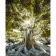 Paint by number Strateg PREMIUM Plexus of trees size 40x50 cm (GS677)