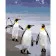 Paint by number Strateg PREMIUM Penguins size 40x50 cm (GS696)