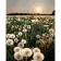 Paint by number Strateg PREMIUM Field of dandelions size 40x50 cm (GS698)