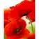 Paint by number Strateg PREMIUM Poppies size 40x50 cm (GS705)