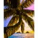 Paint by number Strateg PREMIUM Palm tree over the sea size 40x50 cm (GS732)