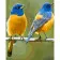 Paint by number Strateg PREMIUM A pair of blue-headed jays size 40x50 cm (GS753)