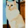 Paint by numbers Strateg PREMIUM White cat size 40x50 cm (GS791)