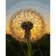 Paint by number Strateg PREMIUM Dandelion with varnish size 40x50 cm (GS858)