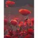 Paint by numbers Strateg PREMIUM Red poppy size 40x50 cm (GS879)