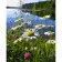 Paint by numbers Strateg PREMIUM Daisies by the river size 40x50 cm (GS940)