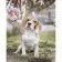 Paint by numbers Strateg PREMIUM Beagle under the magnolia size 40x50 cm (GS944)