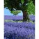 Paint by numbers Strateg PREMIUM A tree among lavender size 40x50 cm (GS955)