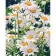 Paint by numbers Strateg PREMIUM Snow-white daisies size 40x50 cm (GS985)