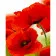 Paint by numbers Strateg PREMIUM Poppies size 40x50 cm (GS987)
