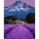 Paint by numbers Strateg PREMIUM Lavender landscape size 40x50 cm (GS990)