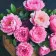 Diamond mosaic Strateg PREMIUM Peonies in a wooden chest size 30x30 cm (HEE16353)