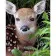 Diamond mosaic Strateg PREMIUM Roe deer cub, 30x40 cm (HEG86027)