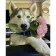 Diamond mosaic Strateg PREMIUM Husky with flowers, 30x40 cm (HEG86055)