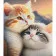 Diamond mosaic Strateg PREMIUM Dreamy kittens size 30x40 cm (HEG88130)