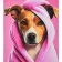 Diamond mosaic Strateg PREMIUM Dog in a pink blanket size 30x40 cm (HEG88150)