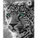 Paint by numbers Strateg PREMIUM Black and white cheetah size 40x50 cm (HH029)