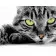 Paint by numbers Strateg PREMIUM Green-eyed cat size 40x50 cm (HH090)