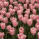 Картина за номерами Strateg Рожеві тюльпани розміром 20х20 см (HH5113)
