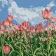 Картина за номерами Strateg Поле тюльпанів розміром 20х20 см (HH5181)