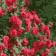 Картина за номерами Strateg Розкіш троянд розміром 20х20 см (HH7121)