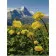 Diamond mosaic Premium HX061 "Buttercups in the mountains", 30x40 cm