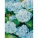 Diamond mosaic Premium HX149 "Blue flowers", 30x40 cm