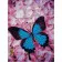 Diamond mosaic Premium HX201 "Blue Butterfly", 30x40 cm