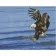 Diamond mosaic Premium HX261 "Power of an eagle", 30x40 cm