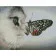 Diamond painting Strateg PREMIUM A butterfly on the nose size 30х40 sm (HX473)