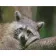 Diamond painting Strateg PREMIUM Sad raccoon size 30х40 sm (HX499)