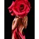 Алмазна мозаїка Strateg ПРЕМІУМ Дівчина-троянда без підрамника розміром 40х50 см  (JSFH85867)