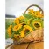 Diamond mosaic Sunflowers in a basket without a subframe 40x50 cm (JSFH85869)