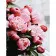 Diamond mosaic Tenderness of pink peonies without a subframe 40x50 cm (JSFH85896)