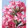 Paint by number Strateg PREMIUM Pink dreams with varnish and level 30x40 cm (LY03)