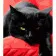 Paint by number Strateg Black cat on a colored background size 40x50 cm (MZ004)