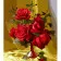 Paint by number Strateg Red roses in yellow light on a colored background size 40x50 cm (MZ005)