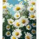 Paint by number Strateg Daisies in a field under the sky on a colored background, size 40x50 cm (MZ025)