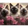 Paint by number Strateg Siamese cats among flowers on a colored background size 40x50 cm (MZ028)