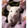 Paint by number Strateg A mouse with an orchid on a colored background, size 40x50 cm (MZ029)