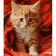 Paint by number Strateg Kitten on a cozy blanket on a colored background, size 40x50 cm (MZ047)